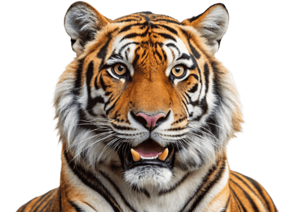 Download Funny Lion Png Sticker Designs for Kids - Designs Collection